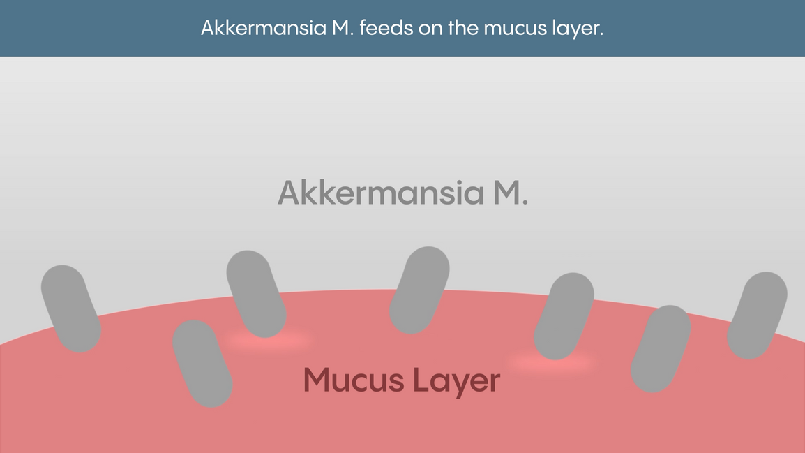 Pre-, Pro-, and Postbiotics — and Why Everyone’s Talking About Akkermansia
